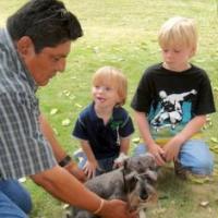 Oso - Schnauzer Miniatura, Referencias de Euro Puppy desde Nicaragua