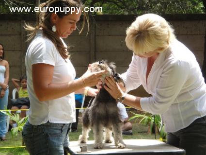 Oso - Zwergschnauzer, Euro Puppy review from Nicaragua