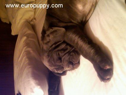 Gotti - Neapolitan Mastiff, Euro Puppy review from United States