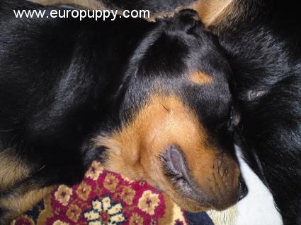 Simba - Rottweiler, Euro Puppy Referenzen aus Cyprus