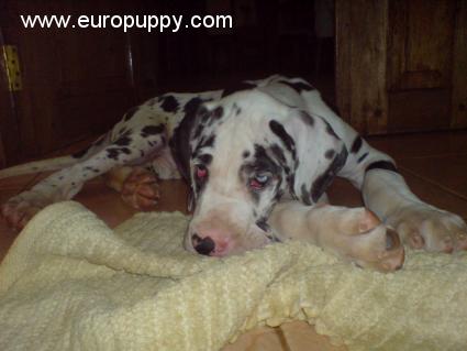 Mdogo - Great Dane, Euro Puppy review from Tanzania