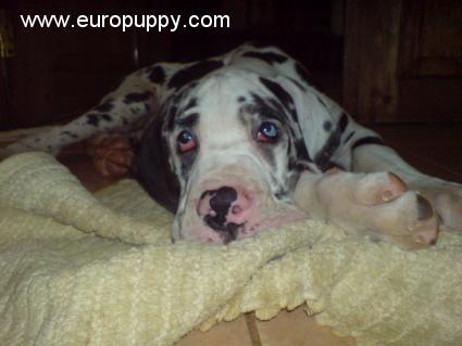 Mdogo - Deutsche Dogge, Euro Puppy review from Tanzania