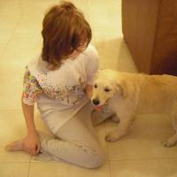 Rosie - Golden Retriever, Euro Puppy Referenzen aus Qatar