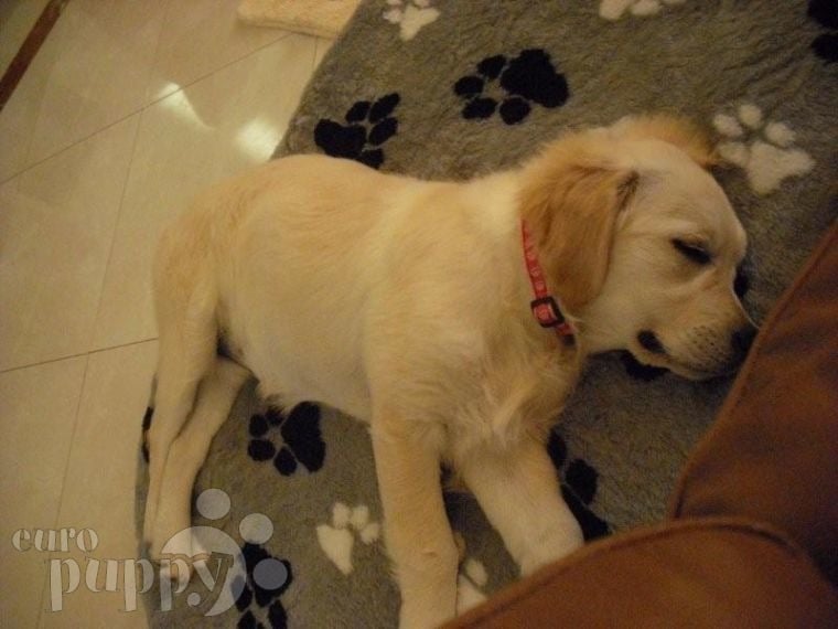 Rosie - Golden Retriever, Euro Puppy review from Qatar