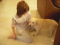 Rosie - Golden Retriever, Euro Puppy Referenzen aus Qatar