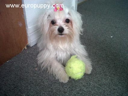 Bitsy - Maltese, Euro Puppy review from Cayman Islands