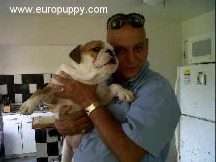 Bitsy - Malteser, Euro Puppy Referenzen aus Cayman Islands