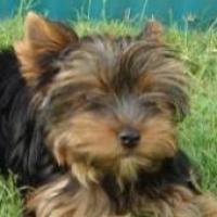 Debby - Yorkshire Terrier, Euro Puppy Referenzen aus Qatar