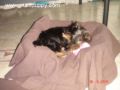 Debby - Yorkshire Terrier, Euro Puppy review from Qatar