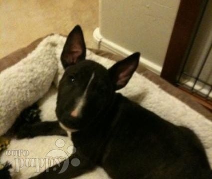 Johnny - Bull Terrier Miniatura, Euro Puppy review from United States