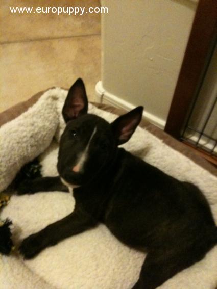 Johnny - Miniature Bullterrier, Euro Puppy review from United States