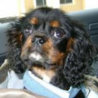 Malka - Cavalier King Charles Spaniel, Euro Puppy review from United States