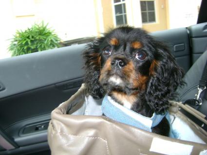 Malka - Cavalier King Charles Spaniel, Euro Puppy review from United States