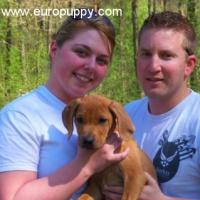 Jager - Rhodesian Ridgeback, Euro Puppy review from Germany