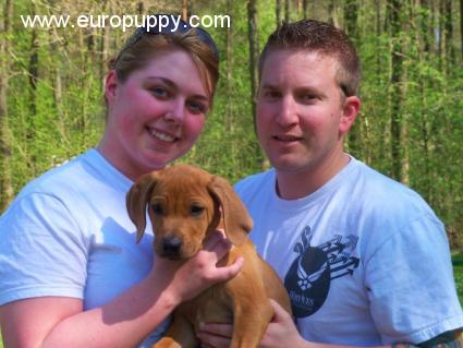 Jager - Ridgeback de Rodesia, Euro Puppy review from Germany