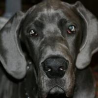 Xander - Great Dane, Euro Puppy review from United States