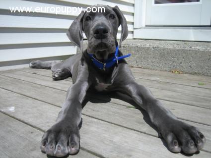 Xander - Gran Danés, Euro Puppy review from United States