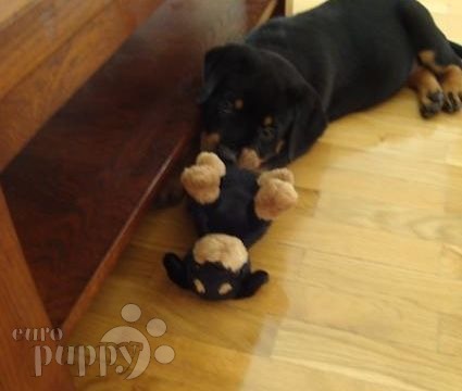 Gelya - Rottweiler, Euro Puppy review from Germany