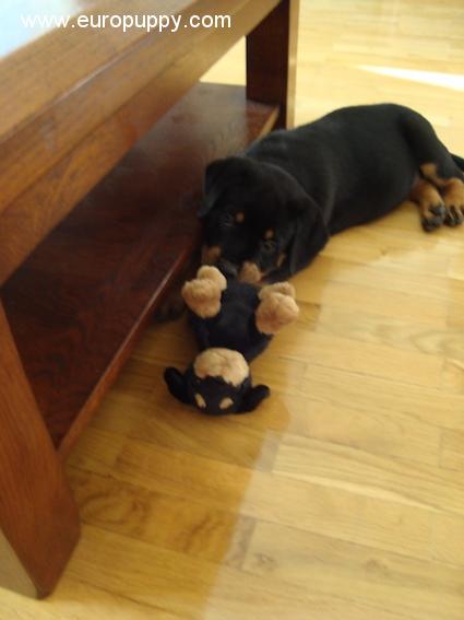 Gelya - Rottweiler, Euro Puppy review from Germany