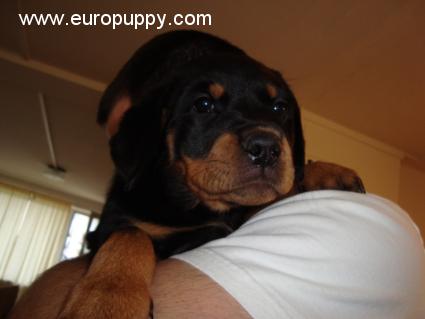 Gelya - Rottweiler, Euro Puppy review from Germany