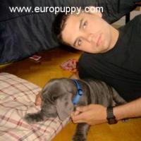 Elio - Neapolitan Mastiff, Euro Puppy review from Germany