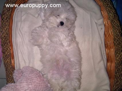 Cookie - Malteser, Euro Puppy Referenzen aus United Arab Emirates