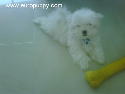 Cookie - Maltés, Referencias de Euro Puppy desde United Arab Emirates