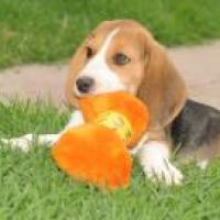 Doto - Beagle, Euro Puppy Referenzen aus Mexico