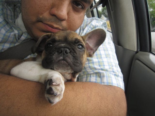 Godion - Bulldog Francés, Euro Puppy review from United States