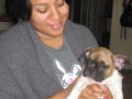 Godion - Bulldog Francés, Euro Puppy review from United States