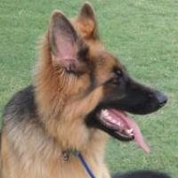 Primus - German Shepherd Dog, Euro Puppy review from United Arab Emirates