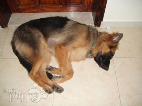 Primus - German Shepherd Dog, Euro Puppy review from United Arab Emirates