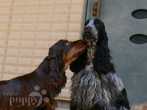 Zion - Cocker Spaniel Inglés, Euro Puppy review from Japan