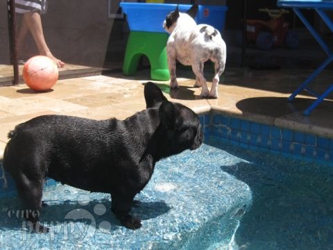 Diva - Bulldog Francés, Referencias de Euro Puppy desde United States