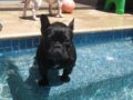 Diva - French Bulldog, Euro Puppy review from United States