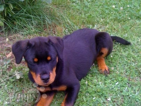 Freyja - Rottweiler, Euro Puppy review from Germany