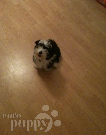 Noah - Havanese, Euro Puppy review from Germany