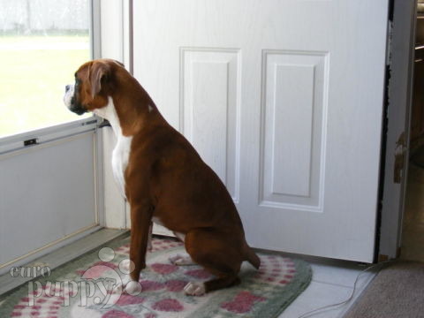 Bella - Boxer, Euro Puppy review from United States