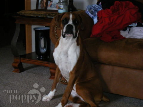 Bella - Boxer, Euro Puppy review from United States