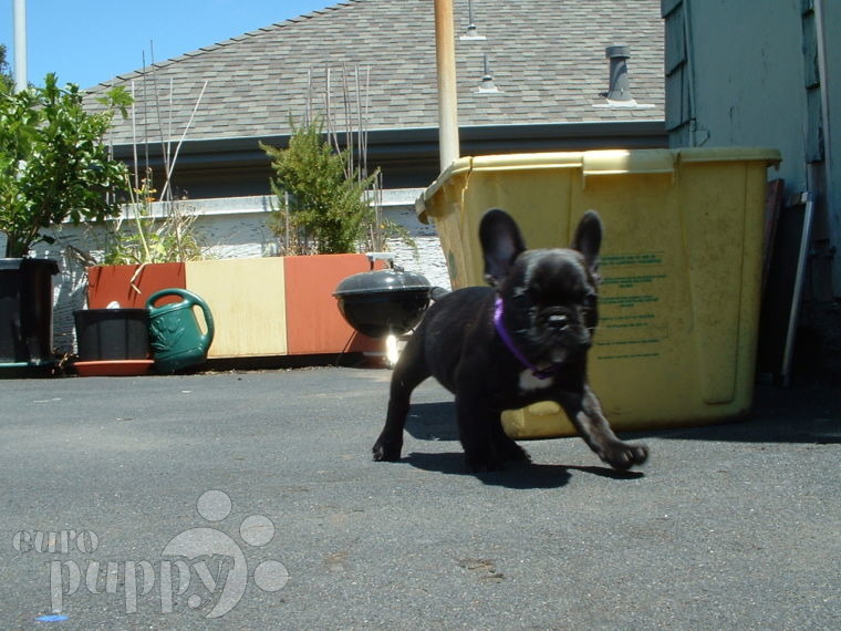 Nessa - French Bulldog, Euro Puppy review from United States