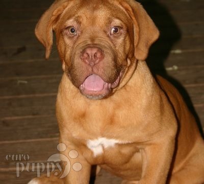 Aida - Dogue de Bordeaux, Euro Puppy Referenzen aus United States