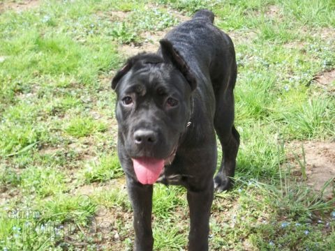 Dayan - Cane Corso, Euro Puppy review from Italy