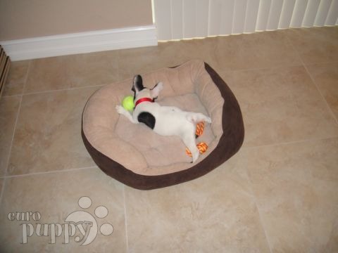 Panda - French Bulldog, Euro Puppy review from United States