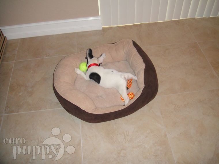 Panda - French Bulldog, Euro Puppy review from United States