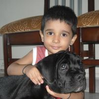 Masimo - Cane Corso, Euro Puppy Referenzen aus India