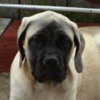 Buddy & Beauty - Englischer Mastiff, Euro Puppy Referenzen aus Ghana