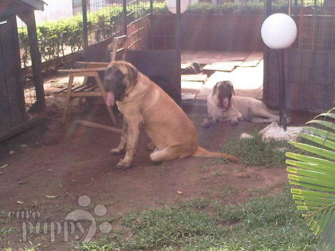 Buddy & Beauty - Englischer Mastiff, Euro Puppy review from Ghana