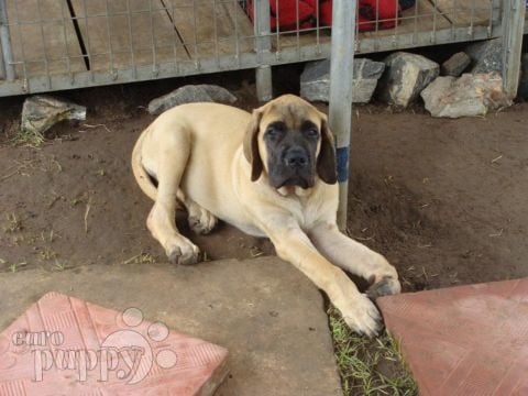 Buddy & Beauty - Englischer Mastiff, Euro Puppy Referenzen aus Ghana