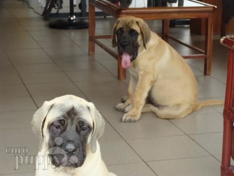 Buddy & Beauty - English Mastiff, Euro Puppy review from Ghana