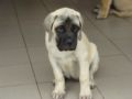 Buddy & Beauty - English Mastiff, Euro Puppy review from Ghana